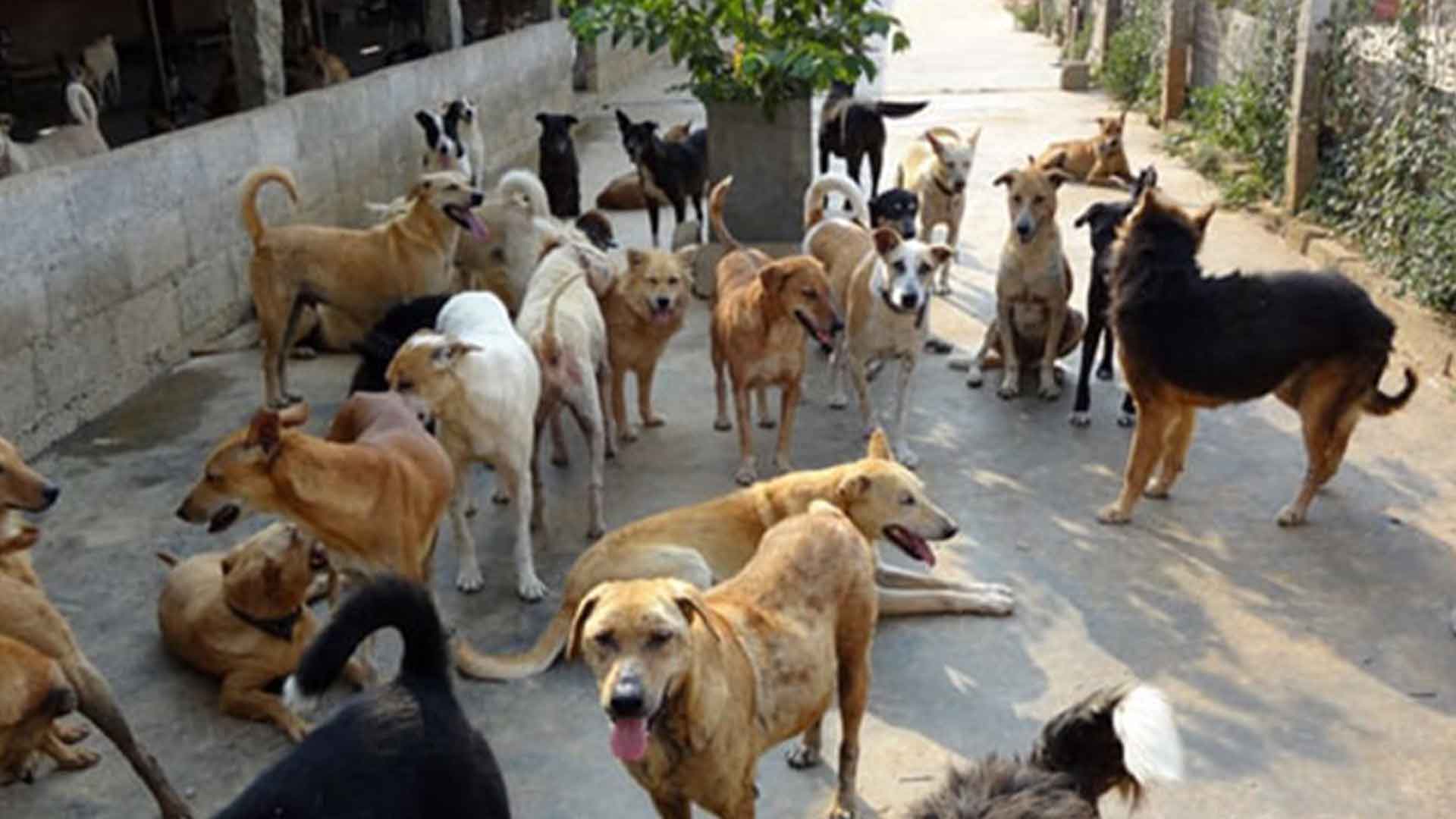 How We Help Animals & Birds